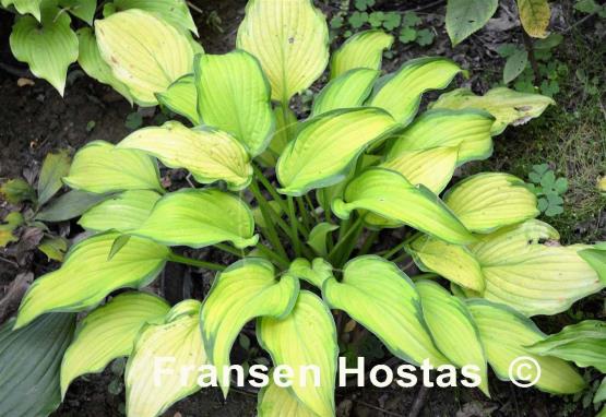 Hosta Prairie's Edge